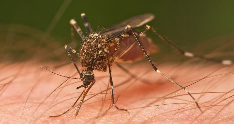 Mosquito control in plano