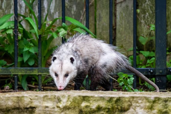 opossum control