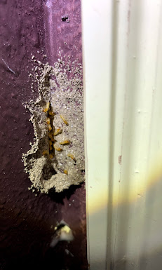 termites coming out of a wall in McKinney, TX