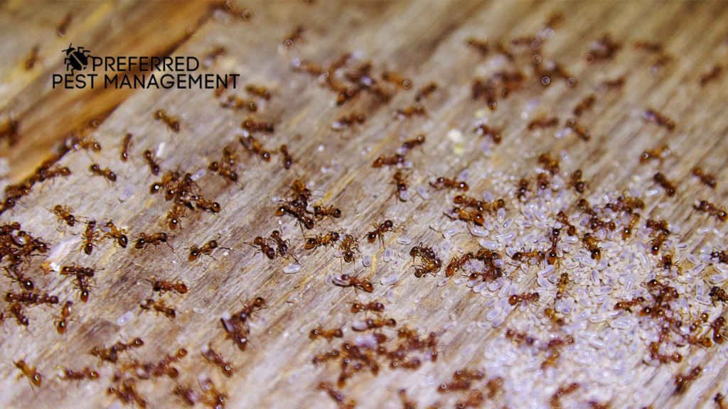 carpenter ant service plano tx
