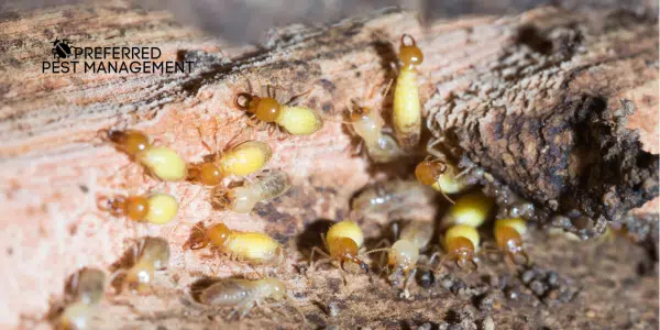 termite control from preferred pest management termites infesting wood in a home