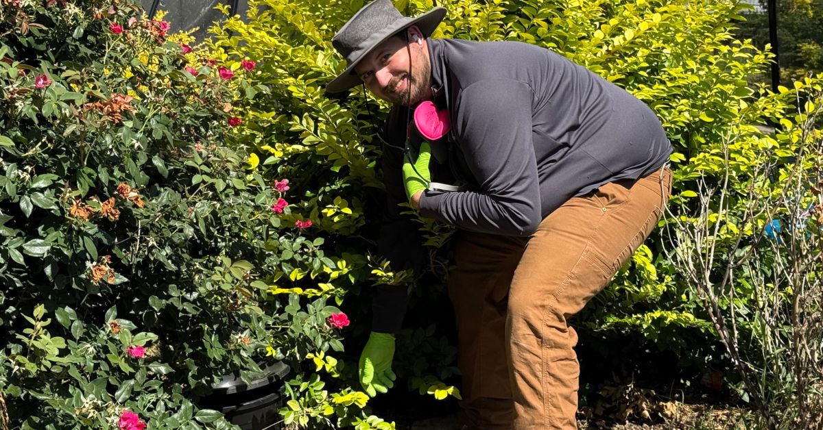 Preferred Pest Management technician placing an In2Care mosquito trap in flower bed in Richardson, TX