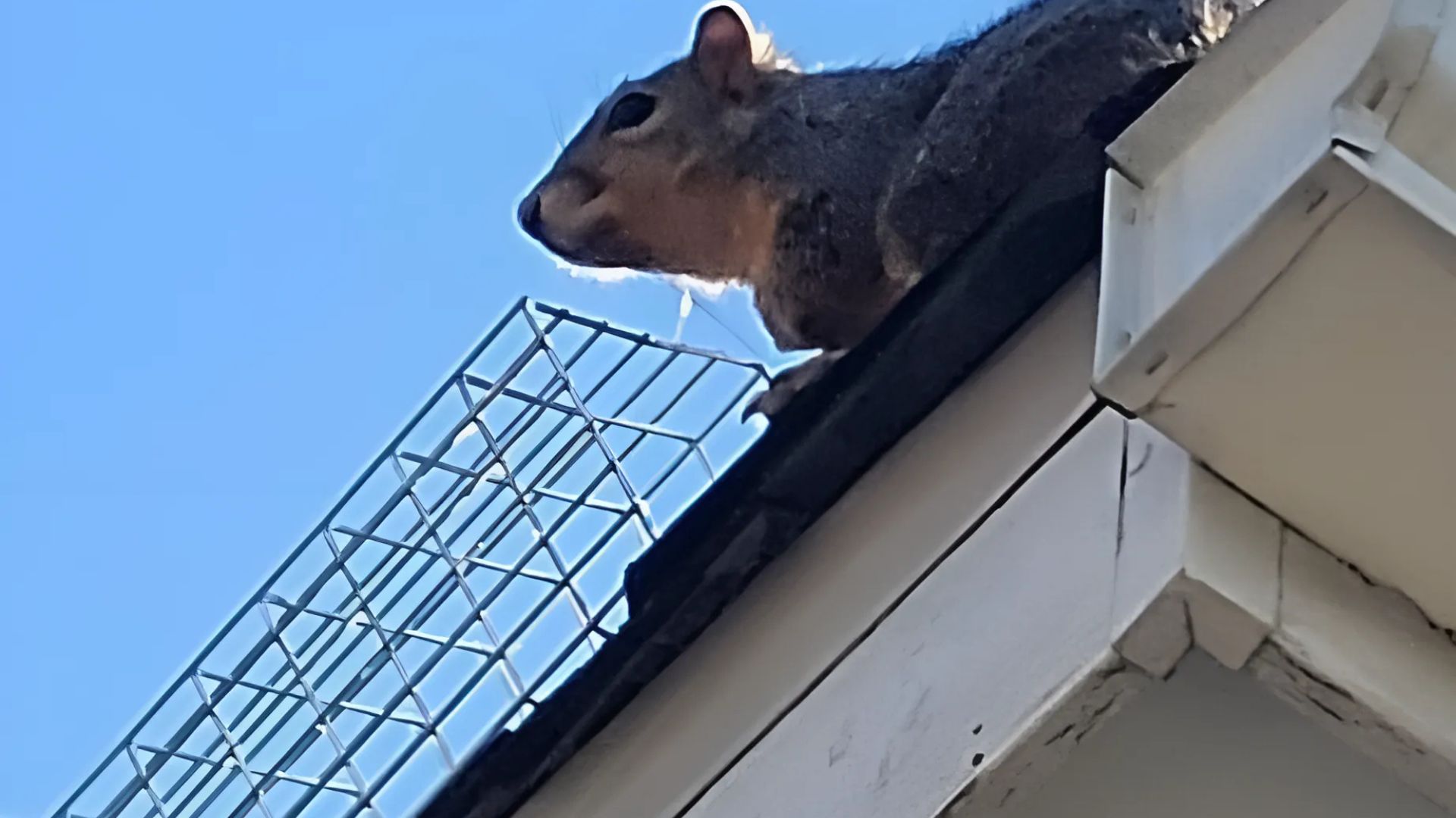 squirrel coming out of a one way exit to an attic during a squirrel removal service provided by preferred pest management